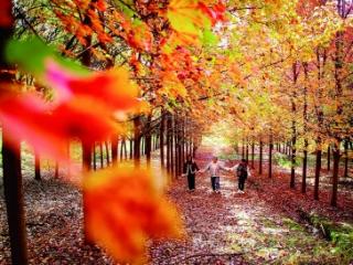 慢城： 红枫似火焰 落叶如红毯