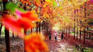 慢城： 红枫似火焰 落叶如红毯