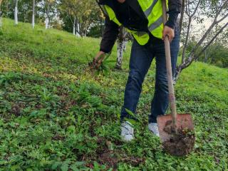 “加拿大一枝黄花”如何铲除？大皖新闻记者现场见证，专家：当下正处在防控关键期