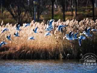 吉镜头｜红嘴鸥“做客”伊通河 绘就生态美景画卷