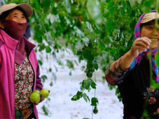 身体在乌兰哈达舌头在海岛三亚!乌兰浩特"农旅融合"赋能乡村振兴