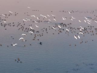 初冬湿地迎贵客 万鸟翩跹入画来