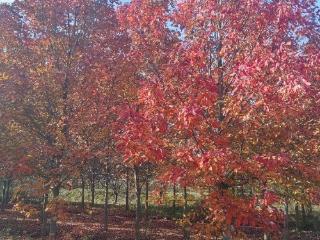 红枫似火银杏披金 合肥市进入最佳赏秋季