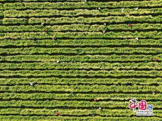 徐州睢宁：中草药产业成富民增收“黄金名片”