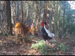 “鹇麂图”！绩溪县白鹇与小麂和谐同框