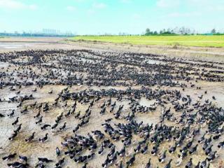 江苏南京：稻田藏“鸭军”，浦口2万只鸭组团“打工”