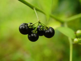 悦读 | 天天儿：黑土地上闪亮的星