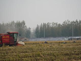 济南起步区太平街道水稻迎来丰收