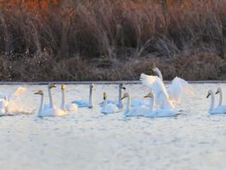 大天鹅如约归来，济南起步区生态持续向好