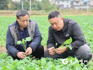 绥阳县蒲场镇：田畴染新绿 农技送春风