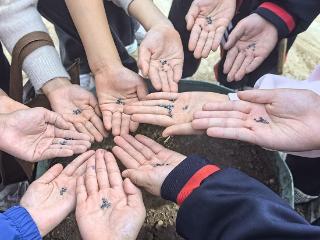 莒南县第三小学开展劳动课聚焦秋冬种菜实践活动