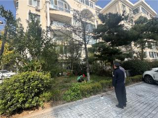 枯树移除焕新颜 执法为民暖人心——崂山区综合行政执法局精准发力物业执法，破解小区绿化民生诉求