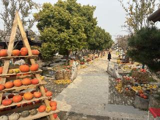 “蛙·两季”农文旅项目火爆出圈，徐州汉王镇解锁乡村振兴新密码