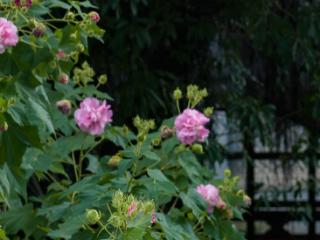 读城 | 这份“拒霜之美” 藏着福州独有的秋冬温柔