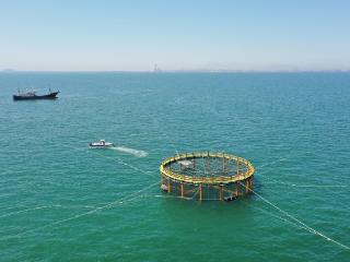 新闻纵深｜祥云湾嬗变：从“海底荒漠”到水下森林