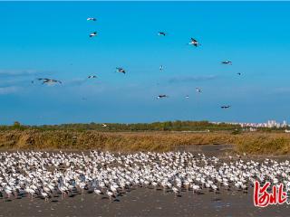 影像记录｜候鸟迁徙路上的温暖守望