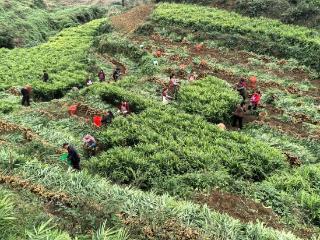 普定县穿洞街道联合村：生姜基地喜获丰收 村民就近务工促增收