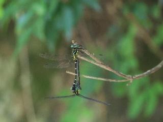 绩溪：珍稀昆虫云集，构建生物多样性保护高地