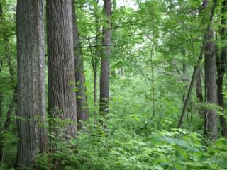 新发路观察｜林海深处的“生态叩问”