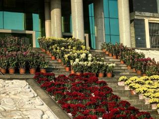 济南市莱芜第一中学：诗韵秋华 菊香满园 共赏秋色