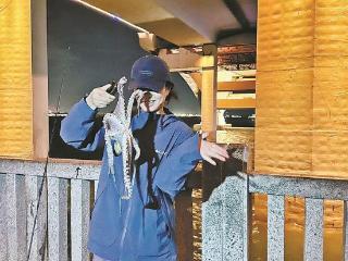 “五缘湾八爪鱼爆发”视频引发热议 专家解读