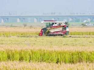 平均每亩节本增效约500元、增产10% 浦口“院士大田”迎丰收