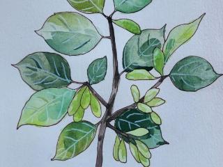 邢台医学院开展校园中草药写生活动