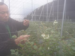 临沭县大兴镇：强化冬季蓝莓田间管理