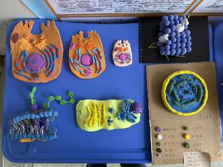 济南市莱芜第一中学：探索微观世界 巧手绘就生命蓝图