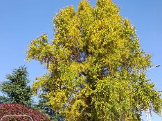 六安一棵百岁银杏树进入最佳观赏期