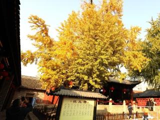 寿县古银杏树叶由绿变黄，最佳观赏期来了