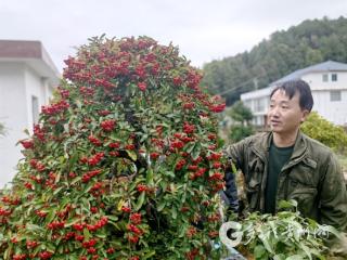 习水罗浩：经营方寸盆景，叩开“绿色银行”财富门