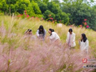 超浪漫！福州2万多平方米花海上线