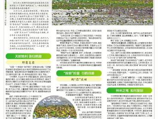 鄱阳湖再现“鹤舞莲海”景观（图）