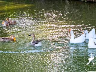 国家二级保护动物迁徙落单 庐江村民爱心守护