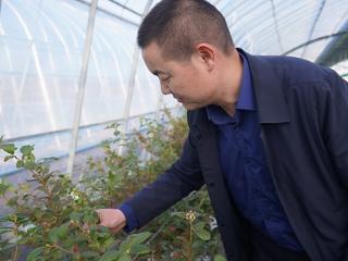 临沭县大兴镇：蓝莓花刚开 “婆家”找上门