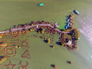 庐江万株池杉浓烈“红妆”吸引游客打卡