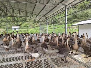 【粤黔协作】“以销定产”激活平坝百年灰鹅产业