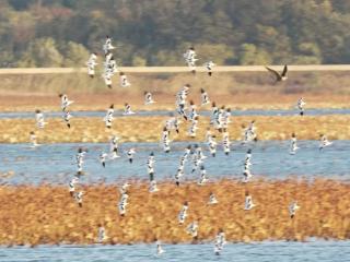 庐江县黄陂湖上空反嘴鹬集群飞翔，躲避游隼抓捕