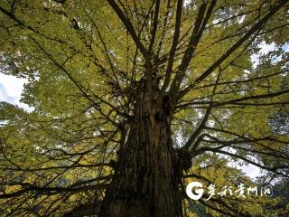 汇川：一颗古树的金色浪漫
