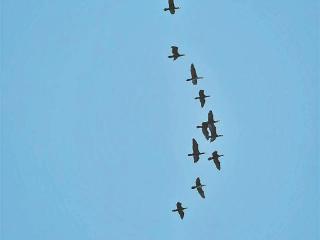 远方的客人翩翩"留厦"来 厦门候鸟"驿站"将大规模迎客