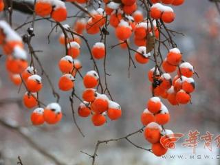 红柿映山路 接驳暖旅途——彬州东站“陕亮星”服务助力乡村振兴与文旅融合