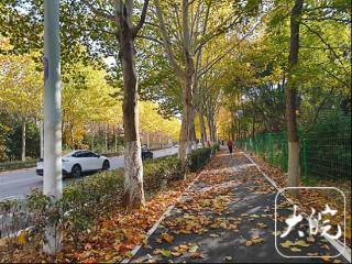 合肥多条道路试点“落叶留景”