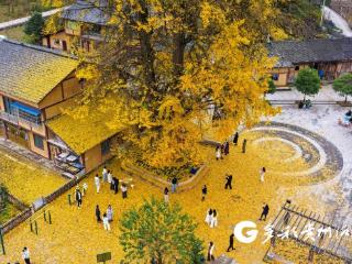 贵州务川：千年银杏“金甲”迎客来