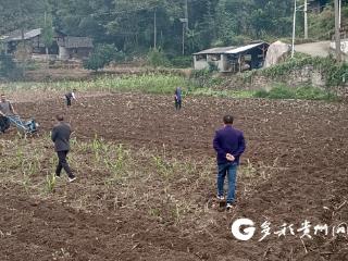 汇川区山盆镇：秋冬种助力农旅融合