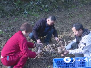 播州区泮水镇：魔芋采挖正当时 铺就群众增收致富路