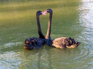 两只黑天鹅“相中”庐江二中 师生温柔守护