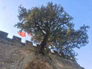 河南这棵500年古树长在了古城门楼上丨绿美河南有古树⑤