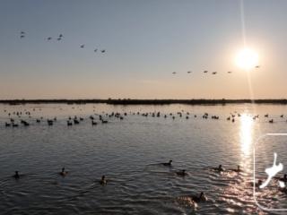 郎溪南漪湖迎来大批迁徙候鸟