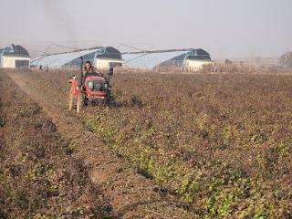 临沭县大兴镇：小雪将至 农事加紧